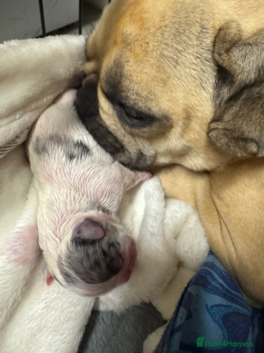 French Bulldog dogs for sale: Beautiful frenchies for sale  - Image 7