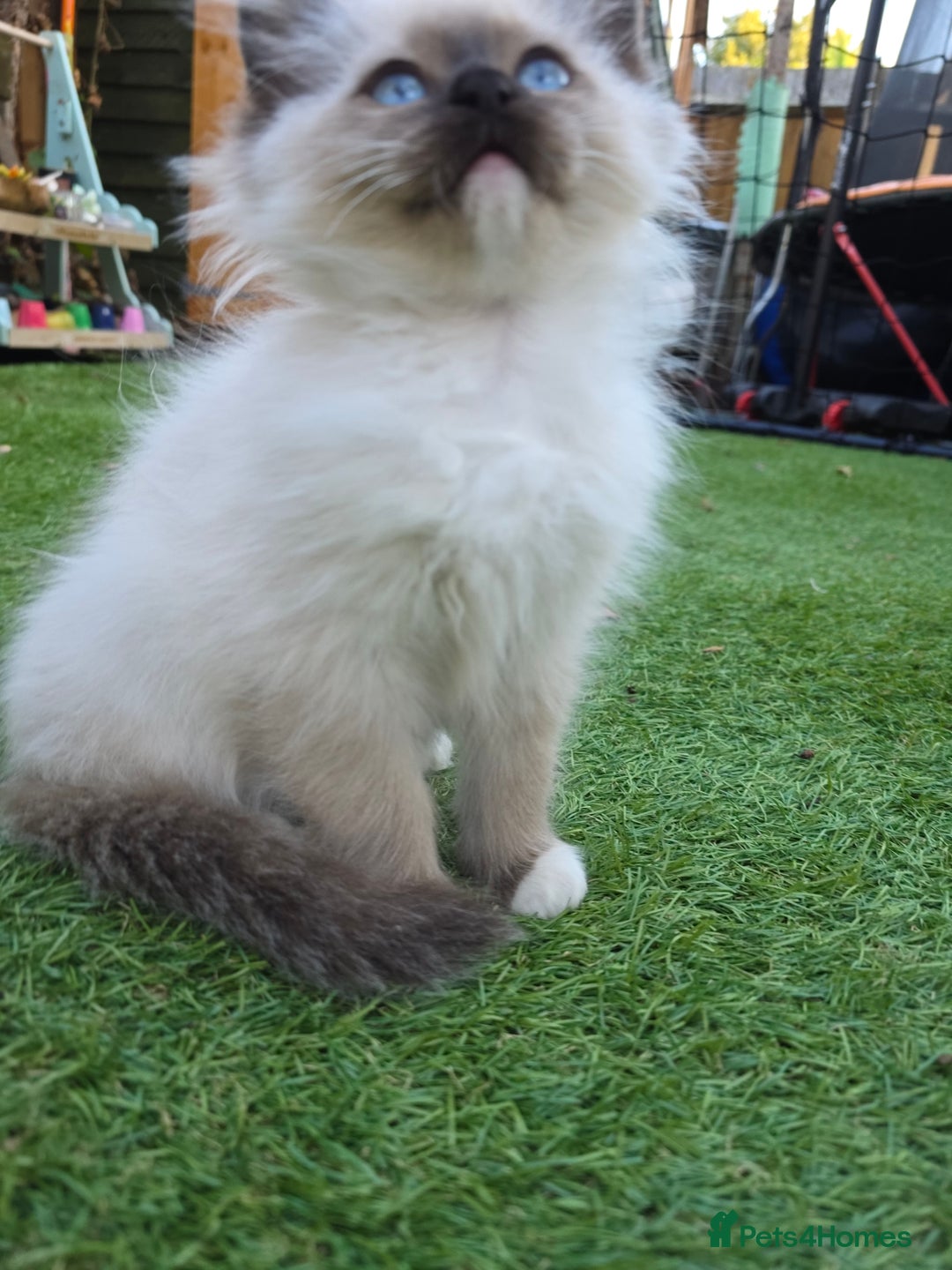 Ragdoll cats for sale: Beautiful ragdoll kittens 1 female left - Image 14