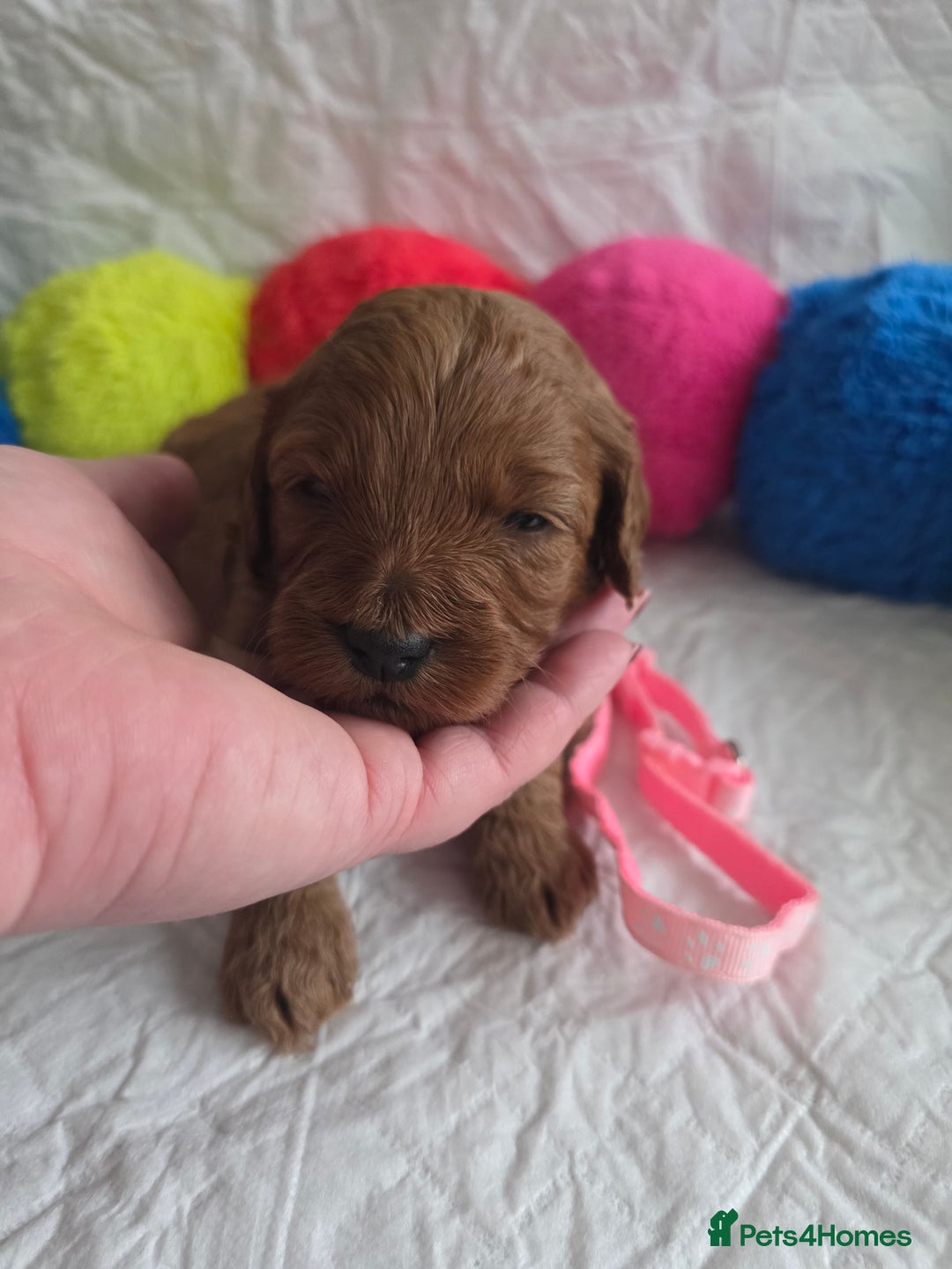 Cavapoo dogs for sale: 🥇 Finest Quality Beautiful F1b Cavapoos 🥇 - Advert 4
