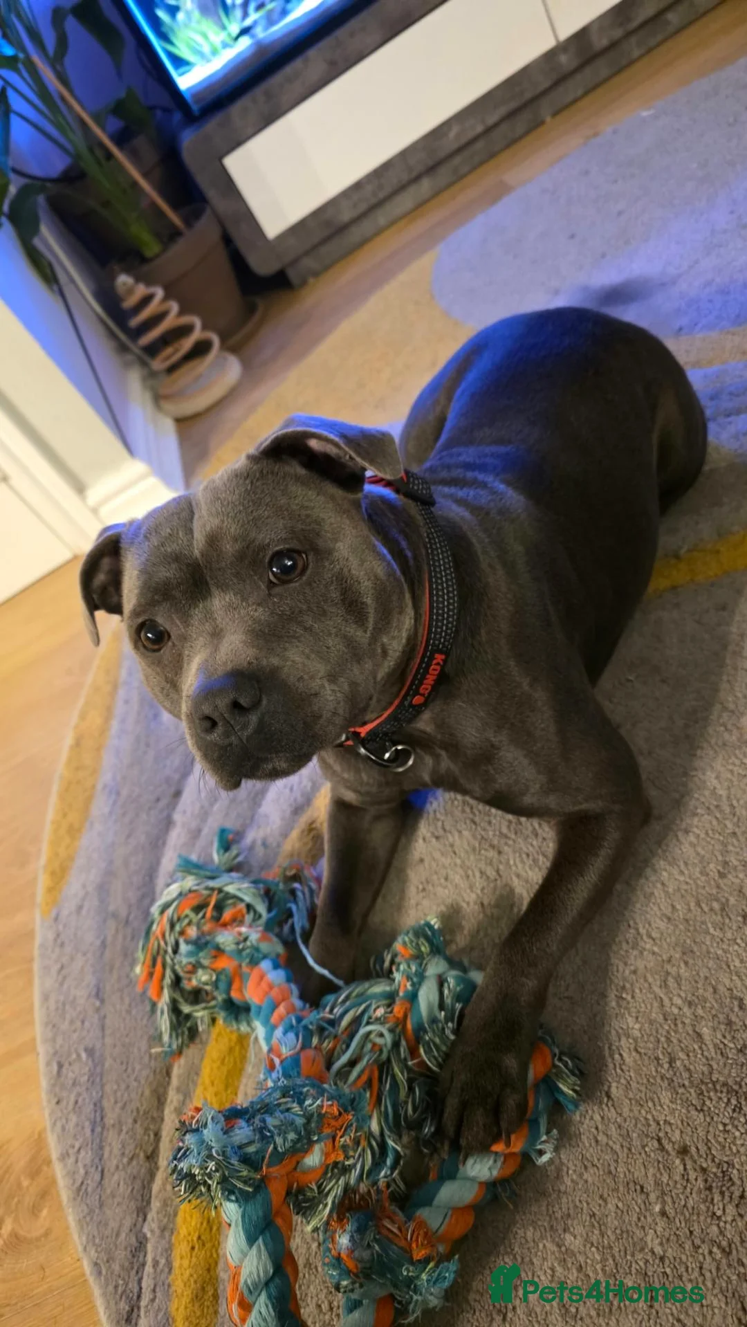 Staffordshire Bull Terrier dogs for sale: Staffordshire Bull Terier in Colne - Advert 1