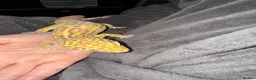 Leopard Gecko reptiles for sale: Leopard Gecko with Enclosure  in Nottingham - Advert 3