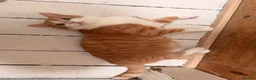 Mixed Breed cats for sale: Lovely Toast - Please Read Description  - Advert 5
