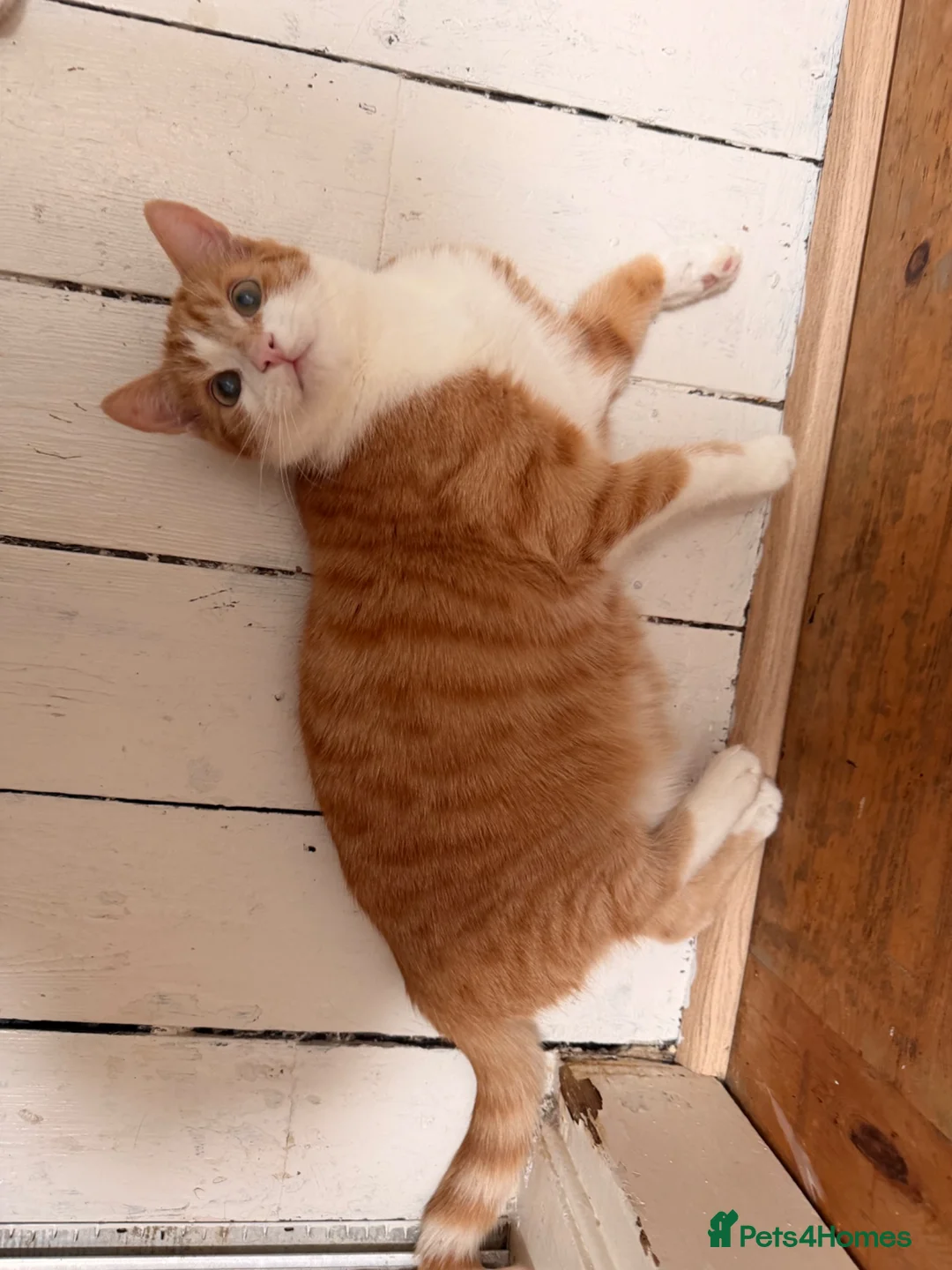 Mixed Breed cats for sale: Lovely Toast - Please Read Description  - Advert 5