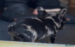 French Bulldog dogs for sale: 3 beautiful French bulldog puppies  - Image 13