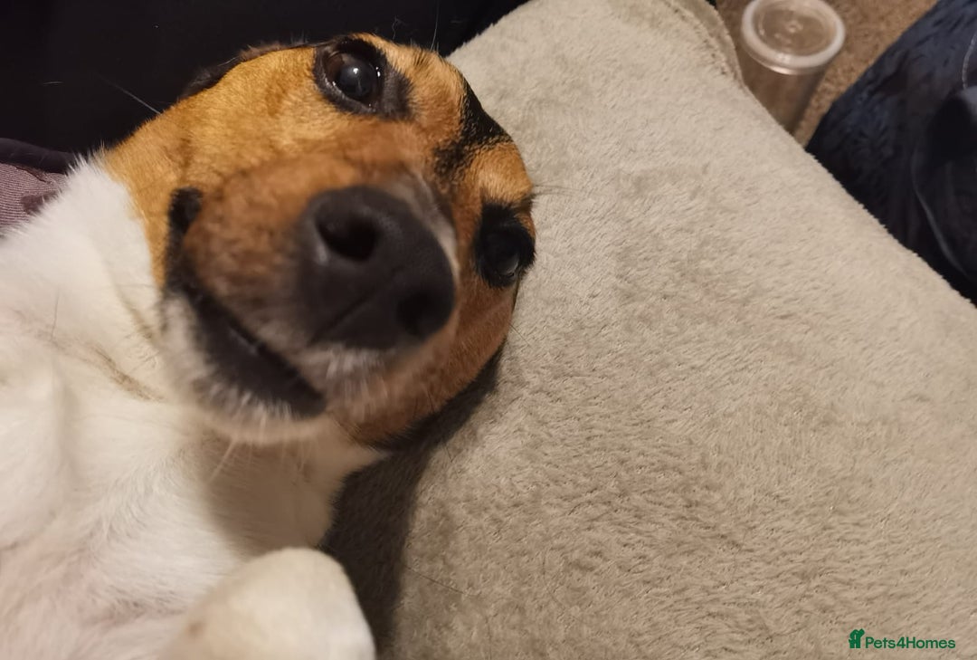 Jack Russell dogs for sale: Shiloh - Image 5