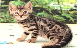 Bengal cats for sale: CUTE SNOW & BROWN BENGAL KITTENS (TICA REG) - Image 5