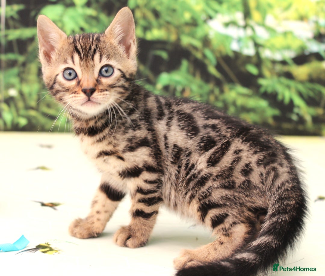 Bengal cats for sale: CUTE SNOW & BROWN BENGAL KITTENS (TICA REG) - Image 5