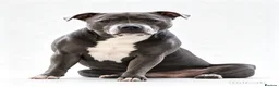 Staffordshire Bull Terrier dogs for adoption: Reef 🪸 KC registered Staffy - Advert 1