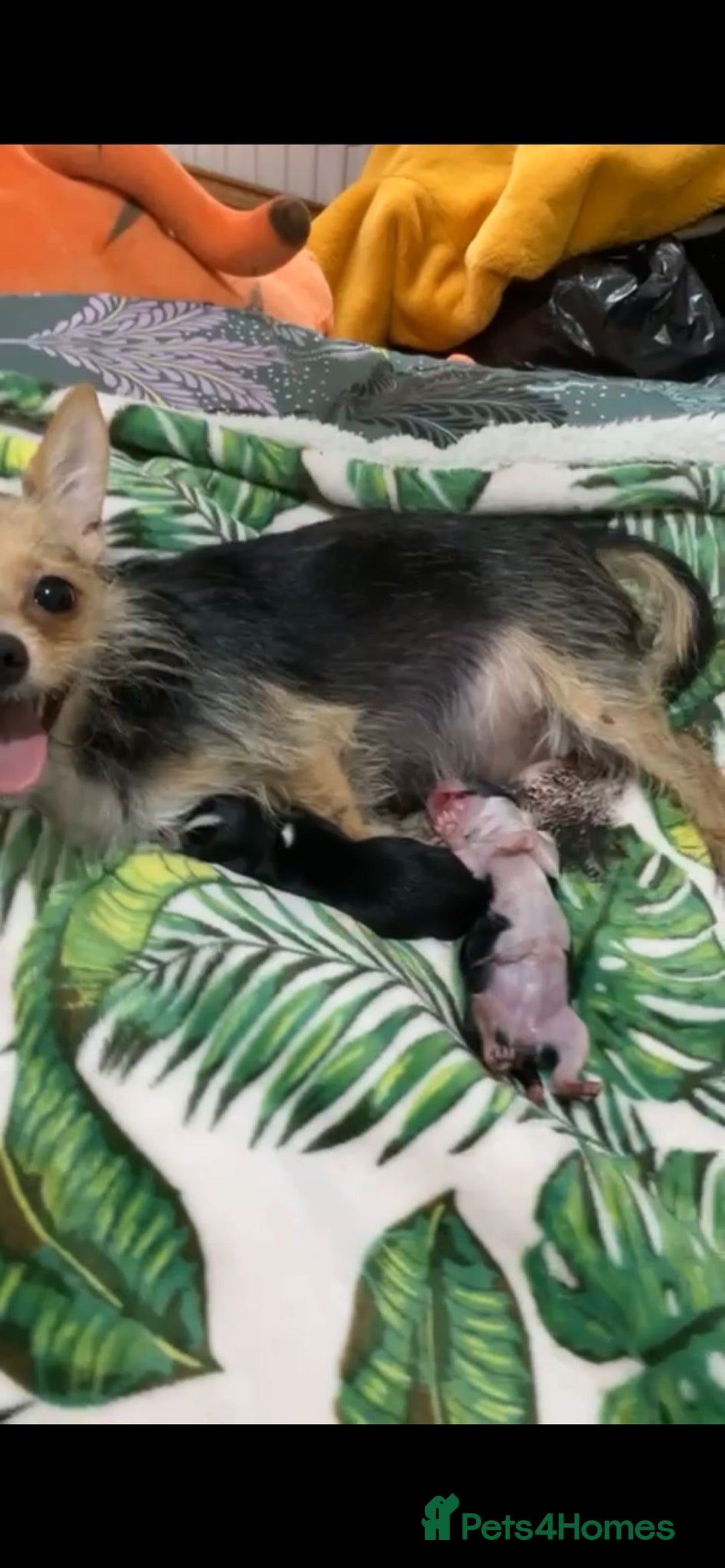 Chorkie dogs for sale: Cute Chorkie puppy - Advert 4