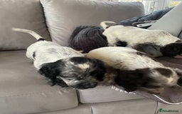 Cocker Spaniel dogs for sale: Healthy puppies - Image 10