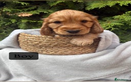 Cocker Spaniel dogs for sale: GORGEOUS SHOW TYPE SABLES COCKER SPANIAL PUPPIES - Image 13