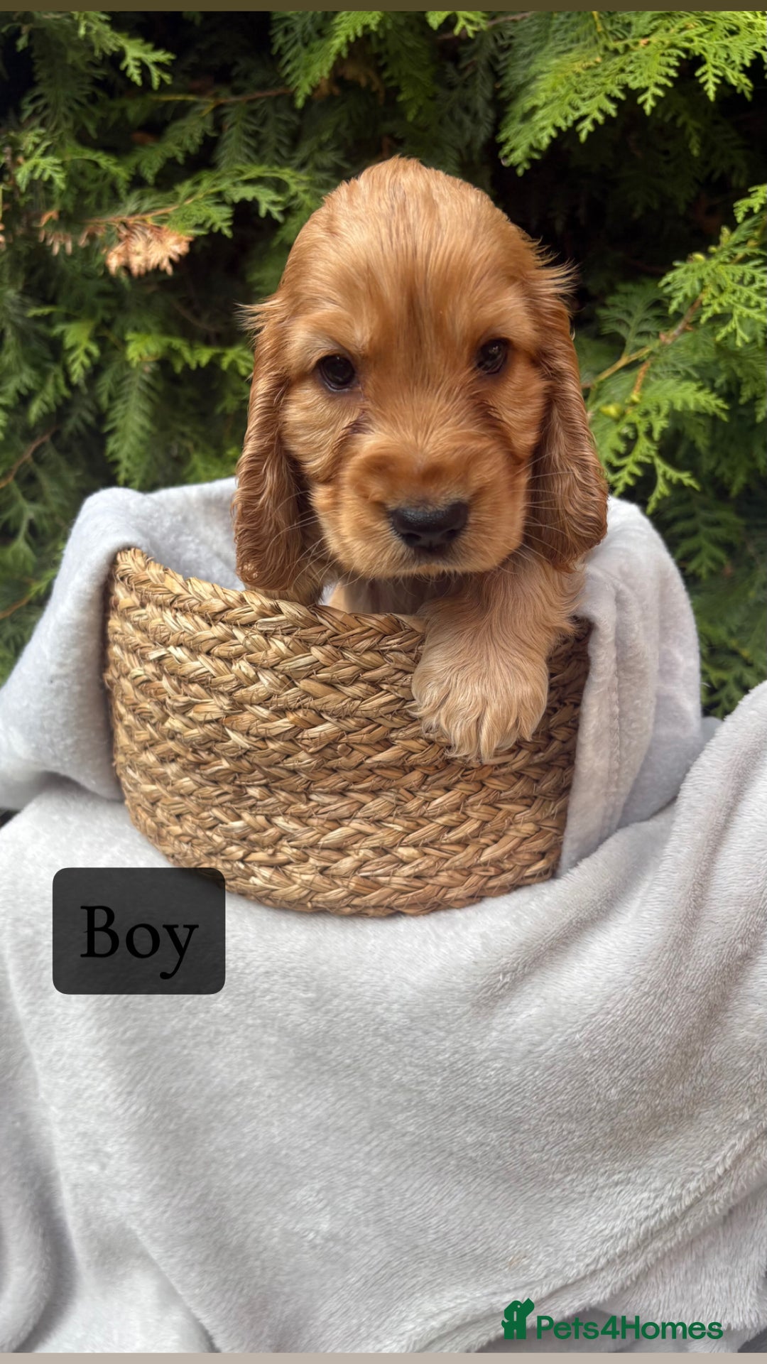 Cocker Spaniel dogs for sale: GORGEOUS SHOW TYPE SABLES COCKER SPANIAL PUPPIES - Image 13