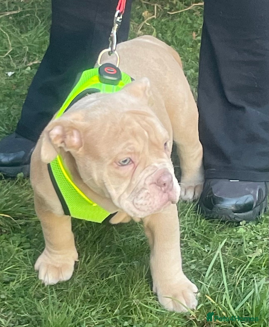 Olde English Bulldogge dogs for sale: Olde English bulldog  - Image 9