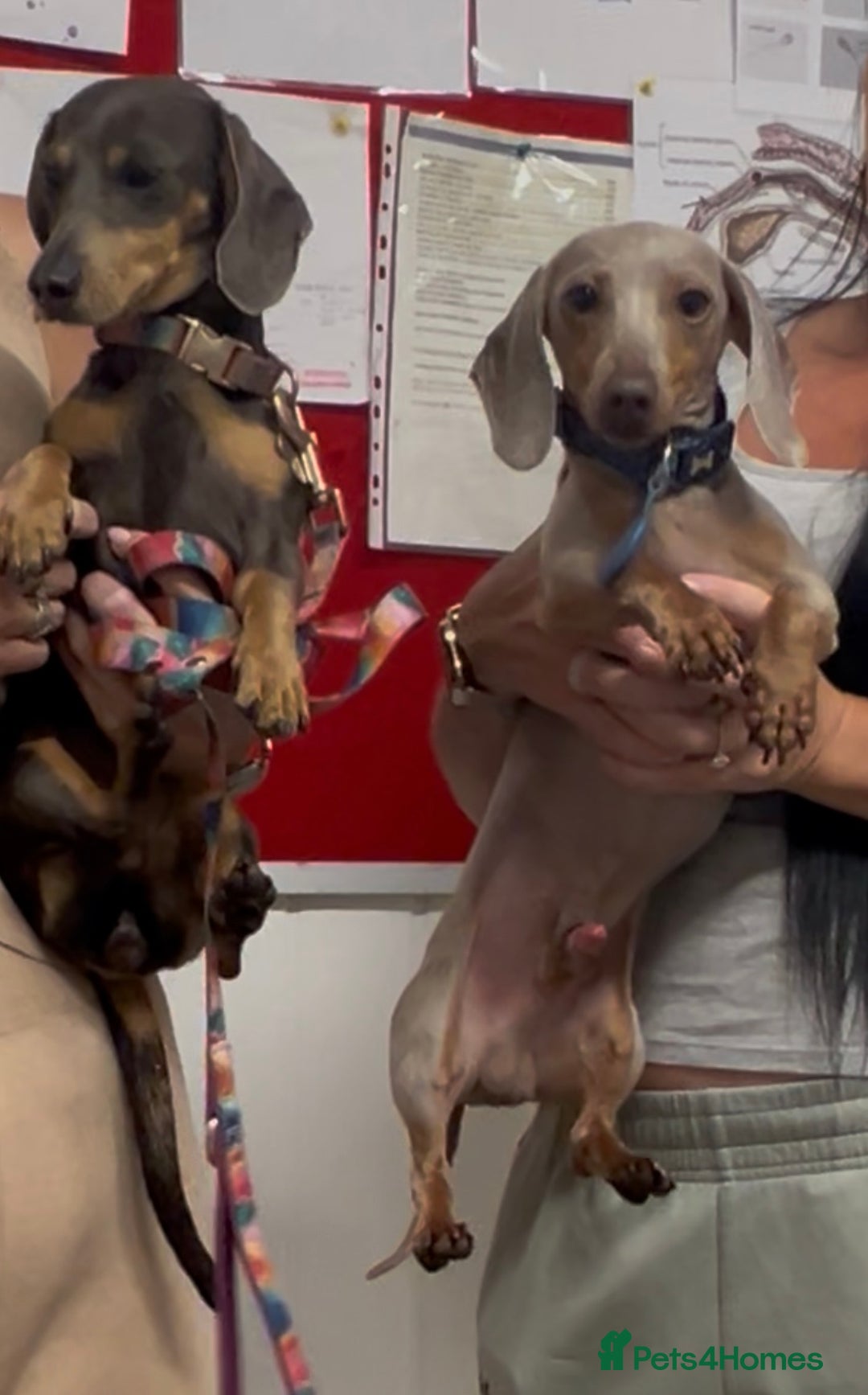 Dachshund dogs for sale: Beautiful mini dachshund babies  - Image 24