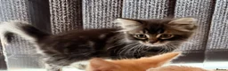 Ragdoll cats for sale: Discover the Wonder of Cherubim Ragdoll Kittens - Advert 5