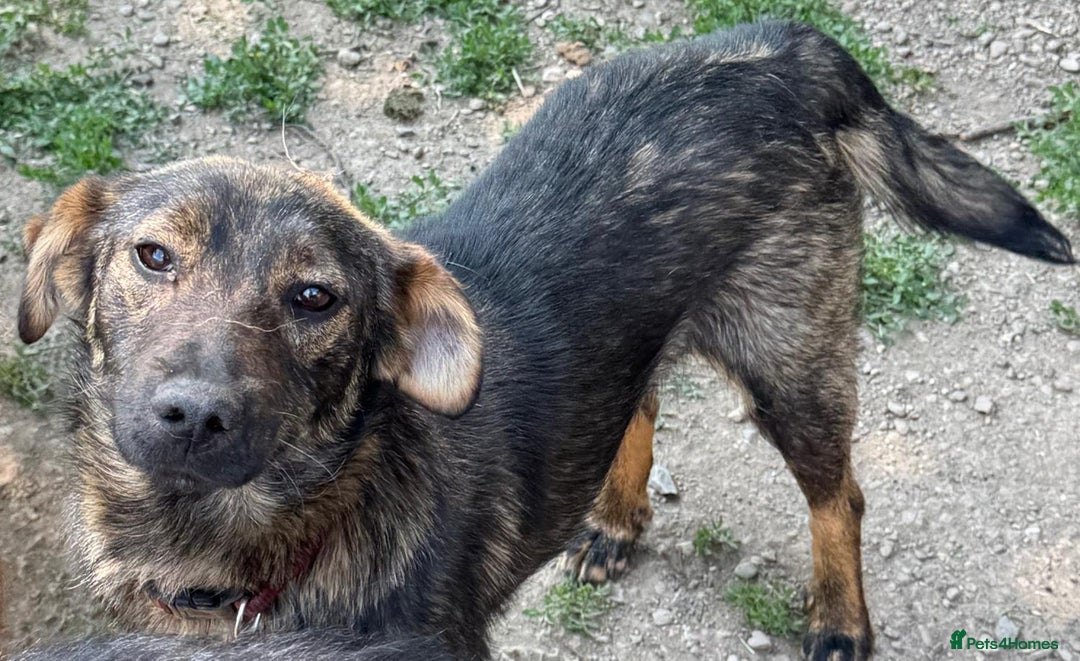 Mixed Breed dogs for adoption: Meet Lovely little LOTTIE! she needs a Loving Home - Image 12