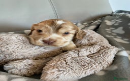 Cocker Spaniel dogs for sale: Health tested KC reg show type cocker spaniels  in Abergele - Image 34