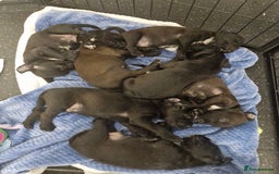 Patterdale Terrier dogs for sale: Patterdale x lakeland  - Image 9