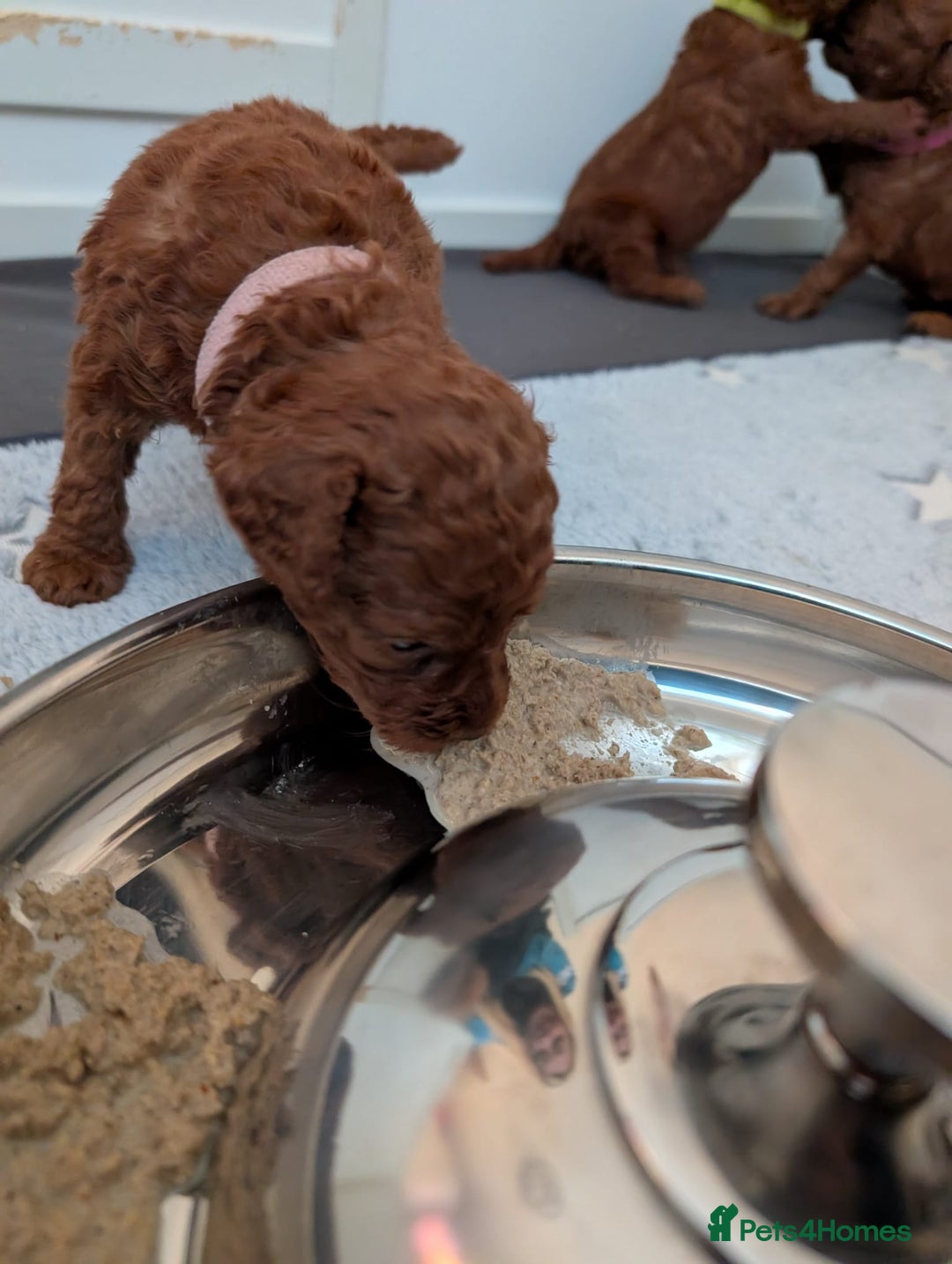 Miniature Poodle dogs for sale: Stunning red miniature poodle - Advert 31