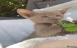 Mixed Breed cats for sale: Oriental X Siamese  - Image 10
