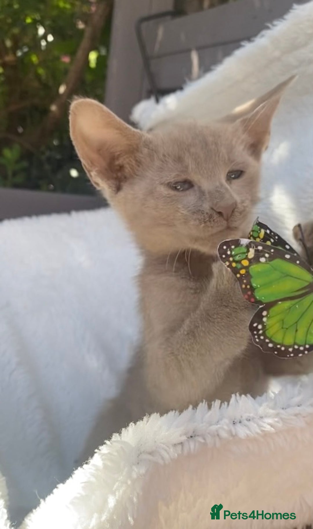 Mixed Breed cats for sale: Oriental X Siamese  - Image 10