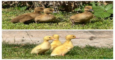 Ducks poultry - Advert 4