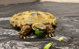 Tortoise reptiles for sale: Selling my beautiful Russian tortoise. - Image 7