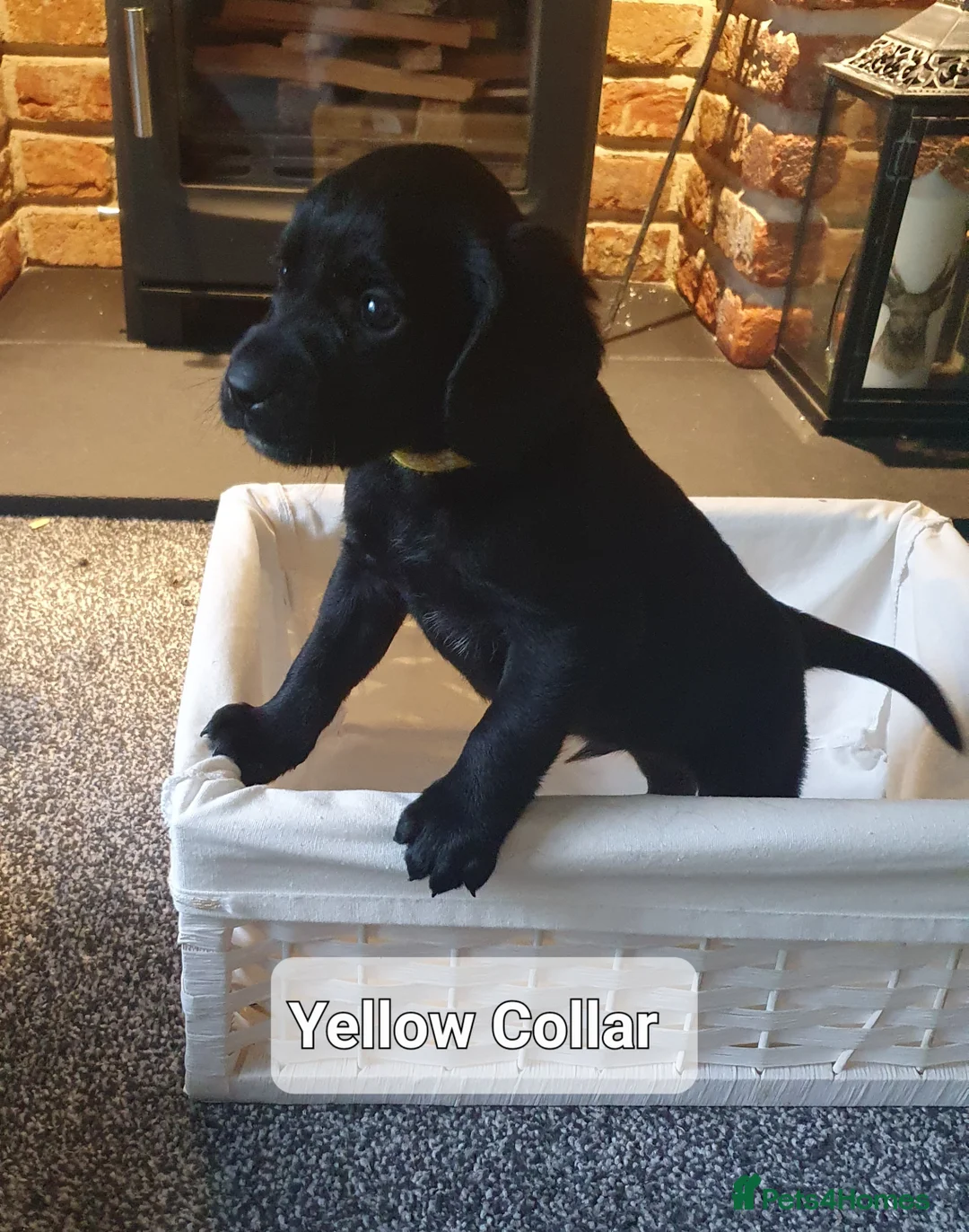 Cockerdor dogs for sale: COCKERDOR  PUPPIES - Advert 14