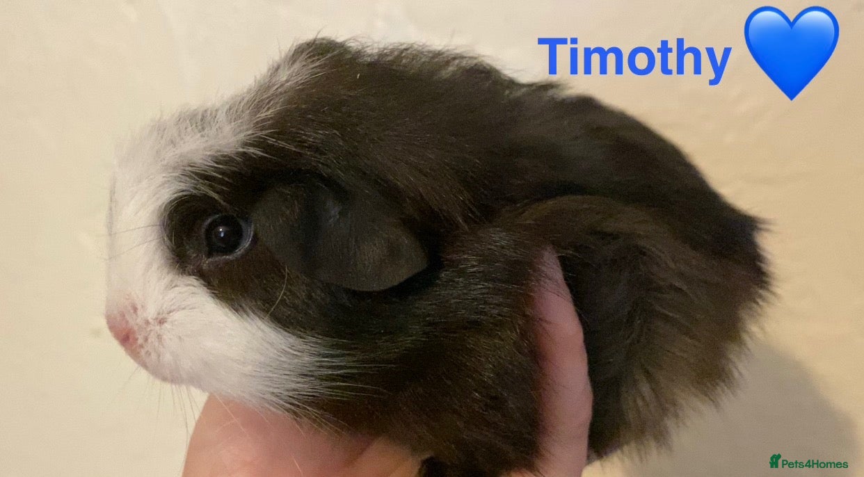 Guinea Pig rodents Gorgeous baby Guinea pigs - Advert 21