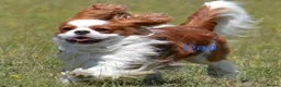 Cavalier King Charles Spaniel dogs for sale: Pedigree KC registered Cavalier Pupies - Advert 17