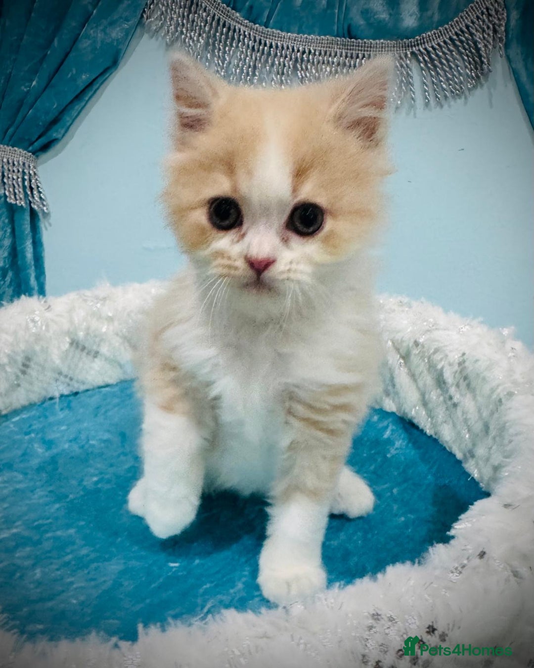 Turkish Angora cats for sale: Angora cross Persian kittens 🐱  - Image 10