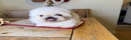 Pekingese dogs for sale: Biggiwigs Pekingese Puppy Availability - Advert 8