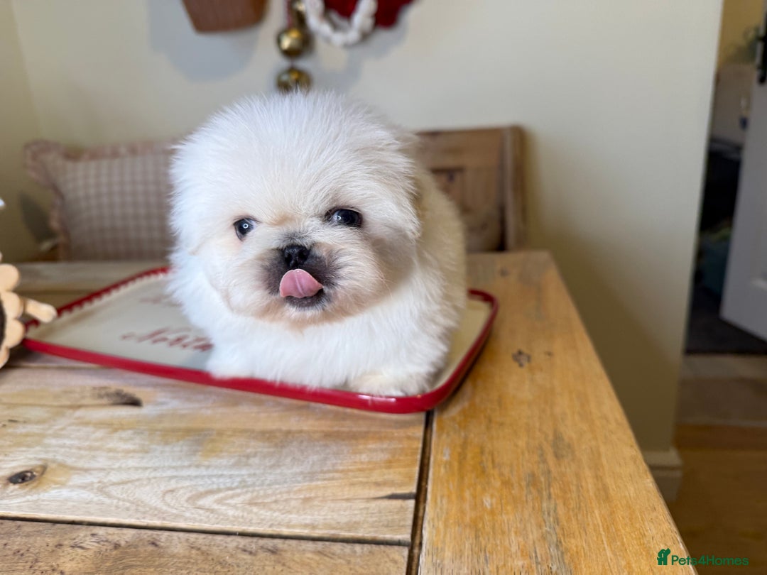 Pekingese dogs for sale: Biggiwigs Pekingese Puppy Availability - Advert 8