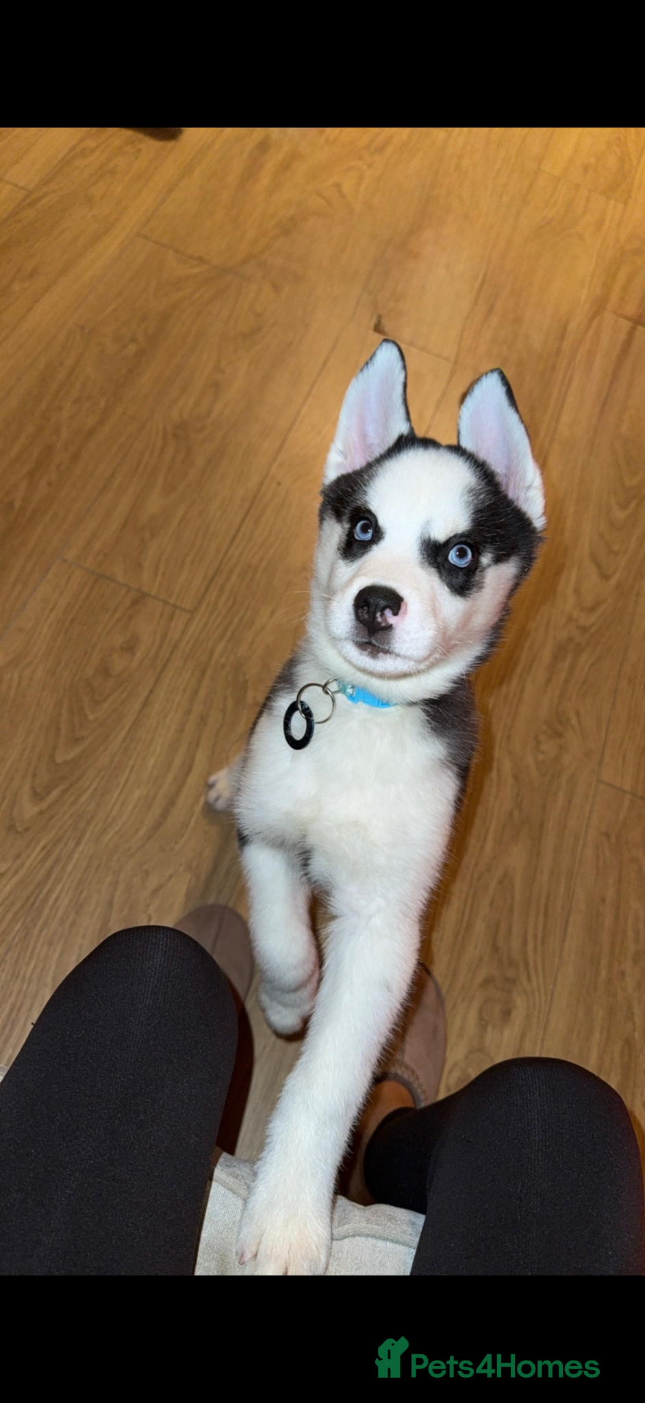 Siberian Husky dogs Siberian Husky - Advert 2