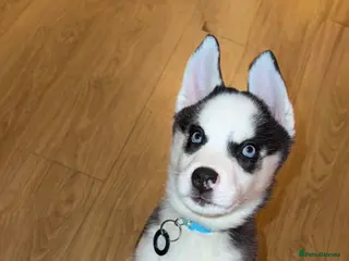 Siberian Husky dogs Siberian Husky - Advert 2