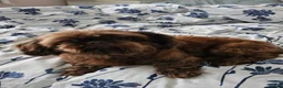 Shih Tzu dogs for sale: Baby Alfie READY NOW  - Advert 6