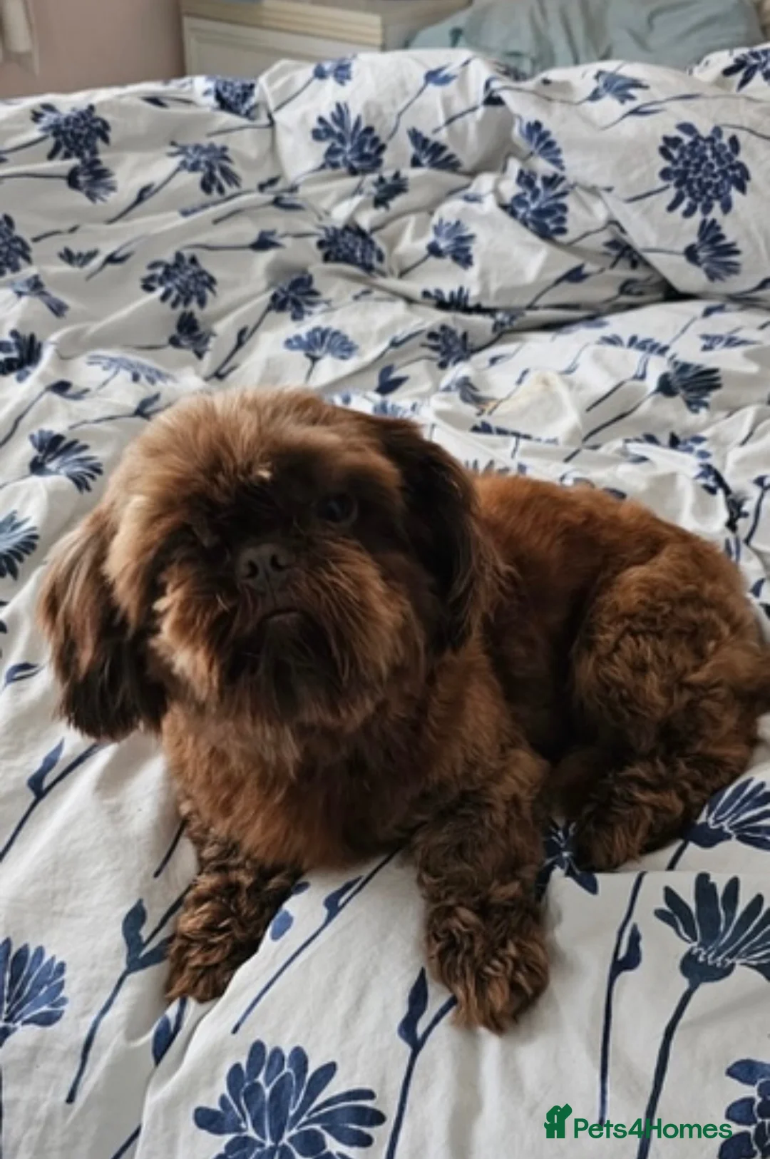 Shih Tzu dogs for sale: Baby Alfie READY NOW  - Advert 6