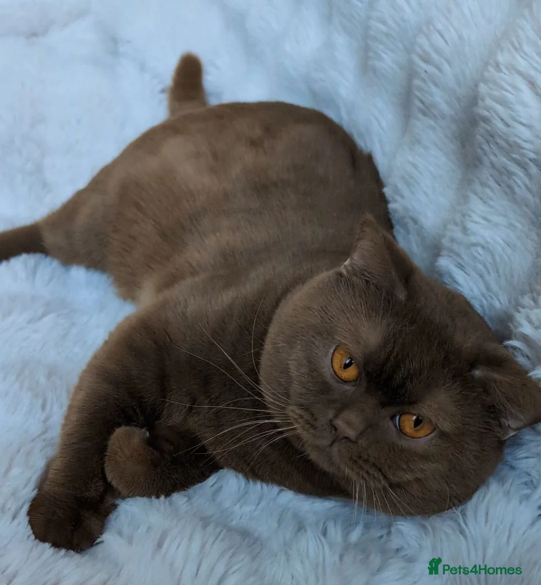 British Shorthair cats for stud: 🌟Amazing Cinnamon Stud🌟 - Advert 2