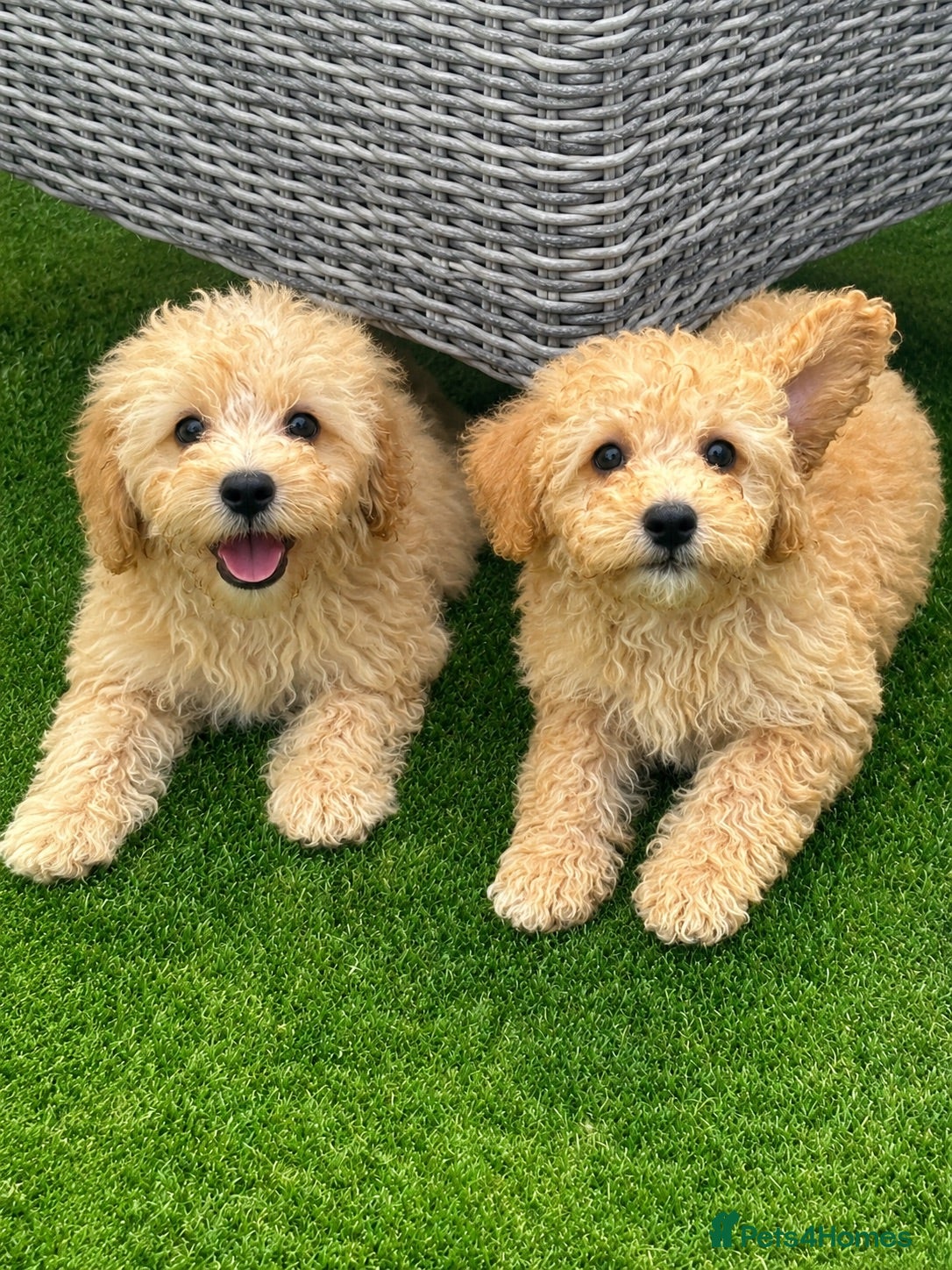 Cavachon dogs 🐶 apricot  cavapoochon puppies ready to leave 🐶  - Advert 1