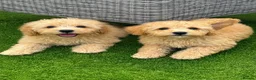 Cavachon dogs for sale: 🐶 apricot  cavapoochon puppies ready to leave 🐶  - Advert 1
