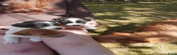 Jack Russell dogs for sale: Miniature Jack Russell Puppies  in Windlesham - Advert 9