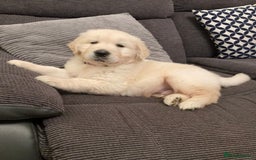 Golden Retriever dogs for sale: STUNNING HEALTH CHECKED PUPPIES READY - Image 4