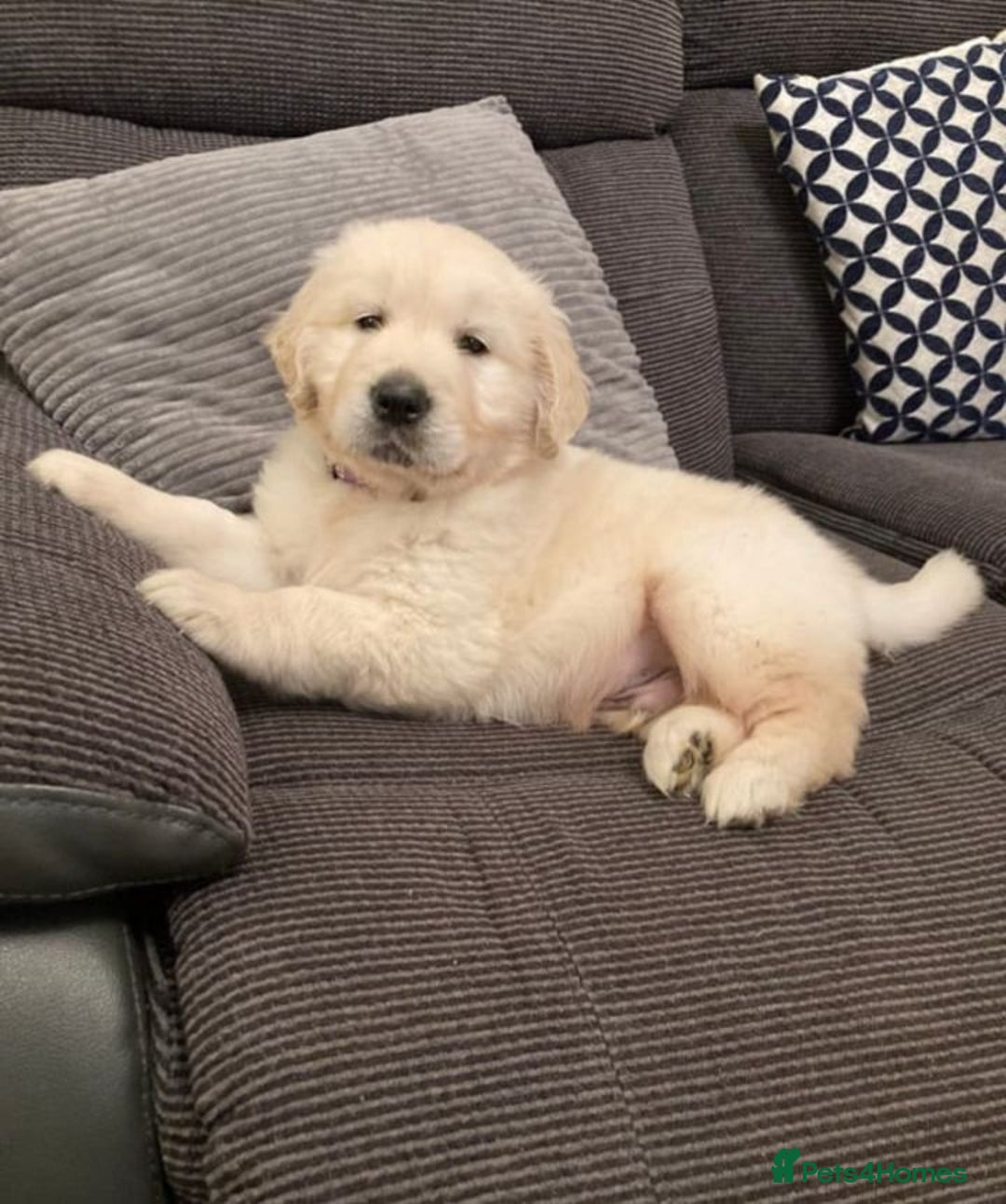 Golden Retriever dogs for sale: STUNNING HEALTH CHECKED PUPPIES READY - Image 4