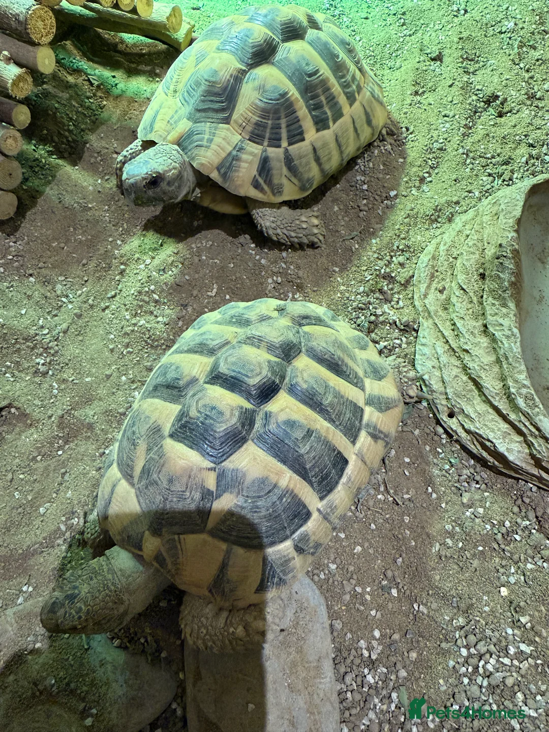 Hermann Tortoise reptiles for sale: 2x Herman Tortoise - Advert 2