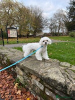 Maltese dogs Loving 9 month old puppy - Advert 5