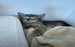 British Shorthair cats for sale: Boy and a girl kitten - Image 8