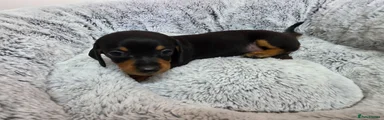 Dachshund 3