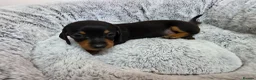 Dachshund dogs for sale: Beautiful Standard Dachshund Puppies  - Advert 10