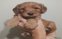 Australian Labradoodle dogs for sale: Miniature Australian labradoodle pups 100% Pure  - Image 11