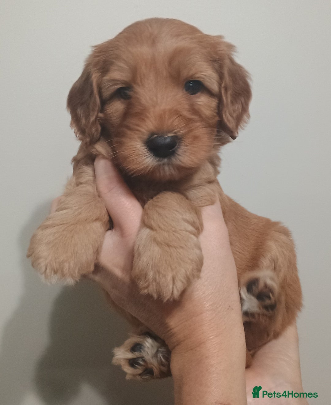 Australian Labradoodle dogs for sale: Miniature Australian labradoodle pups 100% Pure  - Image 11